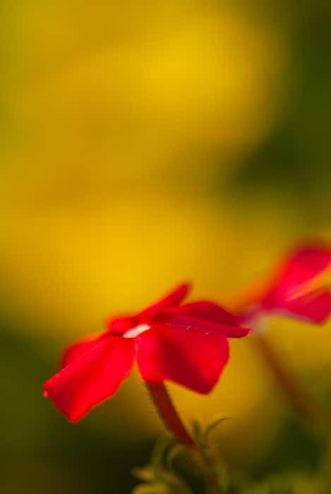Impresionante imagen macro de una flor roja contra un fondo borroso