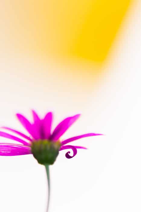 Impresionante imagen macro de una flor rosa con fondo amarillo borroso