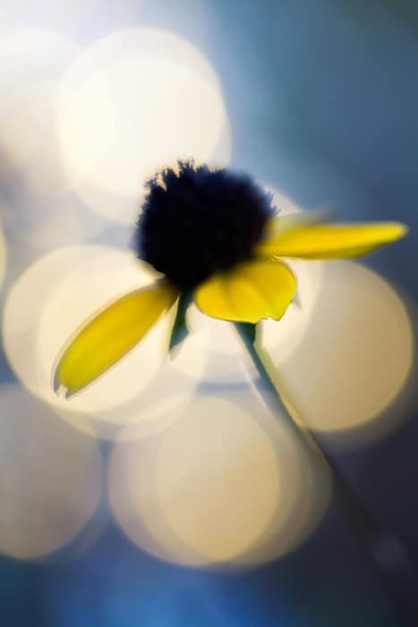 Impresionante imagen macro de una flor amarilla con fondo bokeh