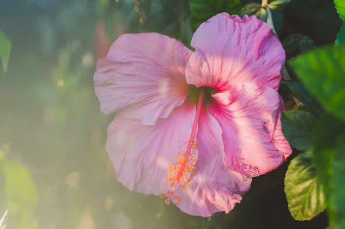 un primer plano de una bonita flor rosa en el follaje con efecto fotográfico de prisma de ensueño