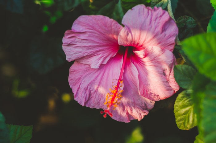 un primer plano de una bonita flor rosa en el follaje sin efecto fotográfico de prisma