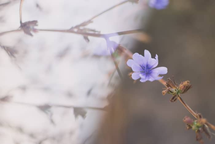 un primer plano de flores lilas con efecto de fotografía de prisma de ensueño