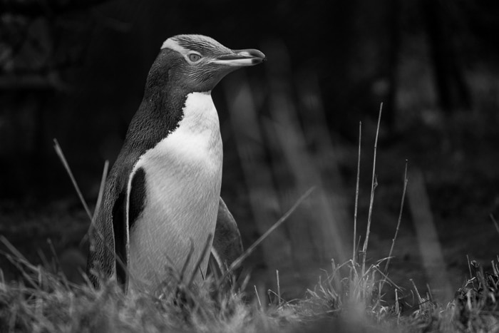Una foto clara de un pingüino de ojos amarillos en peligro de extinción con una lente Canon 450D y 55-250 mm.