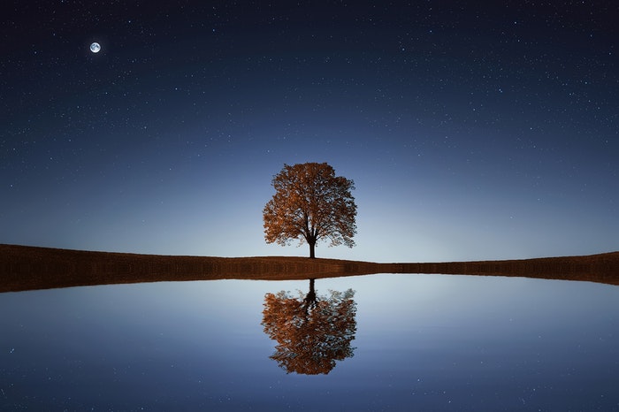 Un reflejo de un árbol en un lago.