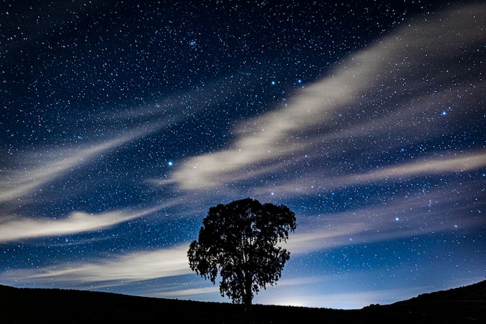 La silueta de un árbol bajo un cielo estrellado con efectos fotográficos de larga exposición