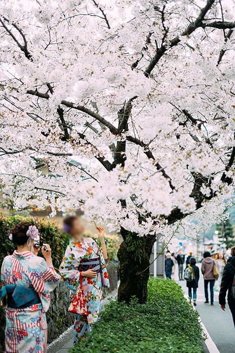 Chicas japonesas en ropas tradicionales bajo un árbol de cerezos en flor