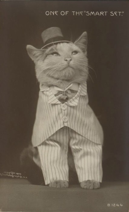 Una extraña fotografía en blanco y negro de un gato vestido con ropa formal