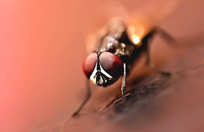 Fotografía macro de una mosca
