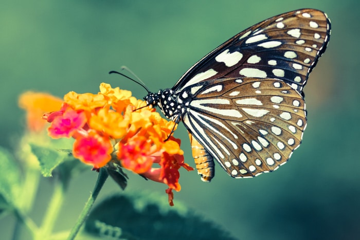 Fotografía macro de una mariposa sobre una flor de naranja