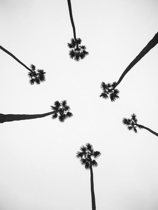 Fotografía artística en blanco y negro de palmeras. 