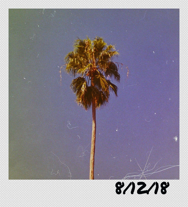 Una foto de una palmera enmarcada por un borde de Photoshop con temática polaroid