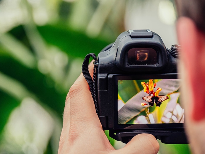 un fotógrafo que toma una foto de una mariposa con una cámara réflex digital