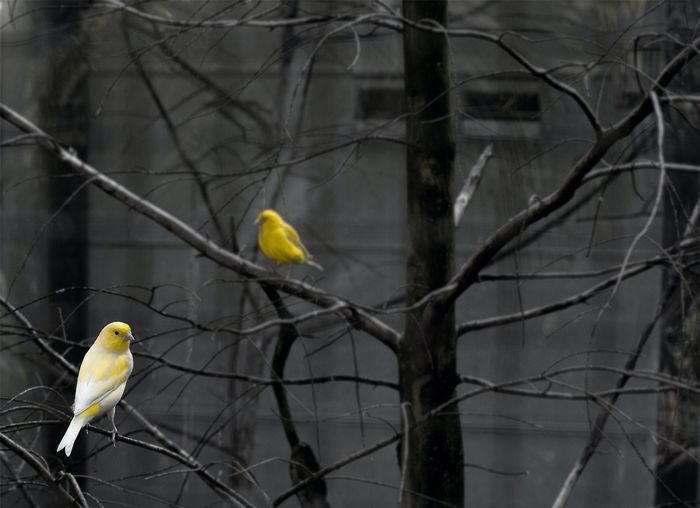 Canarios amarillos en un árbol