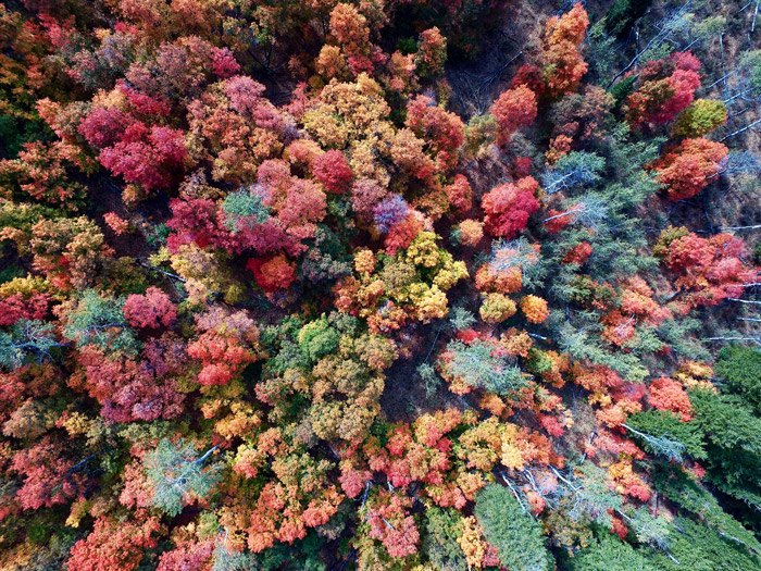 Una foto aérea de árboles en un bosque - temas de fotografía