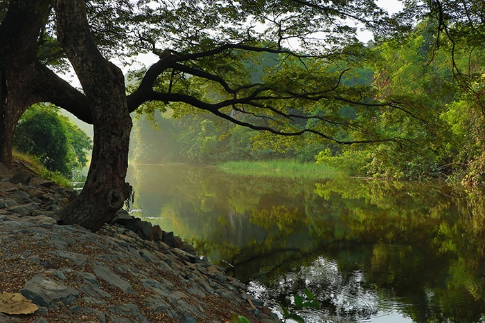 serena foto de un árbol junto a un lago