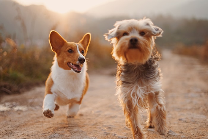 Dos perritos corriendo