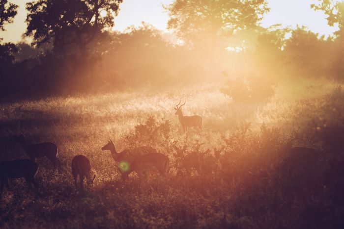 Un grupo de ciervos reunidos en un campo con destello de lente.