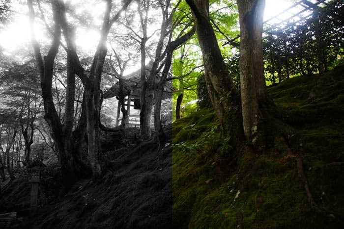 Una imagen de bosque en pantalla dividida que muestra tanto en blanco y negro como en color