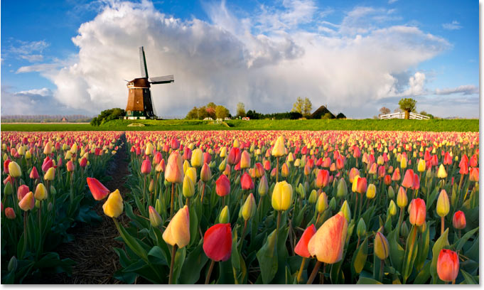 Una foto de un molino de viento holandés y flores.