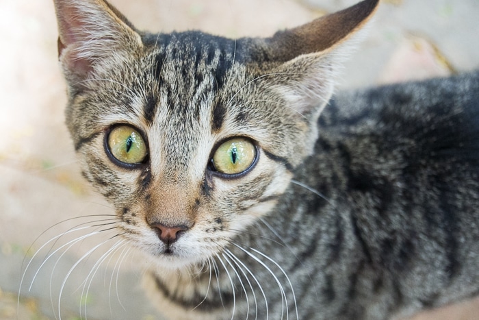 Cerca de un gato atigrado con ojos verdes