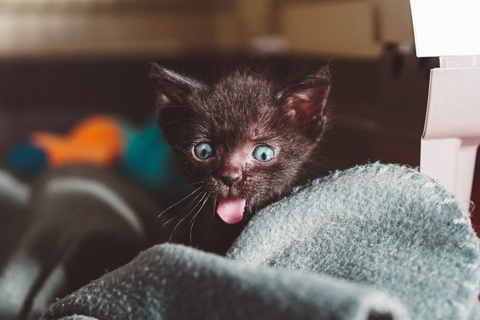un lindo gato marrón con la lengua fuera
