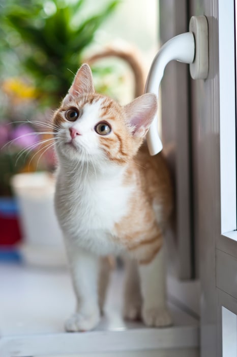 un lindo gatito junto al alféizar de una ventana en el interior