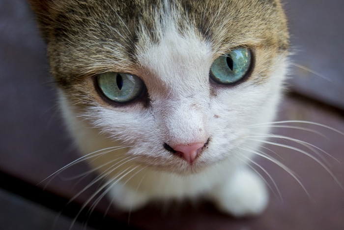Cerca de un lindo gato marrón y blanco con ojos verdes