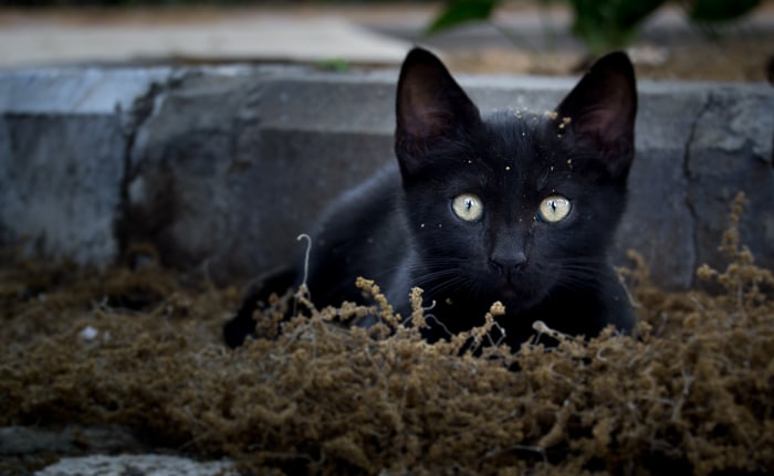 gato negro sentado en el musgo