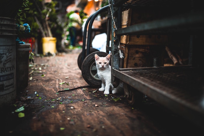 un lindo gatito blanco escondido entre los objetos del jardín