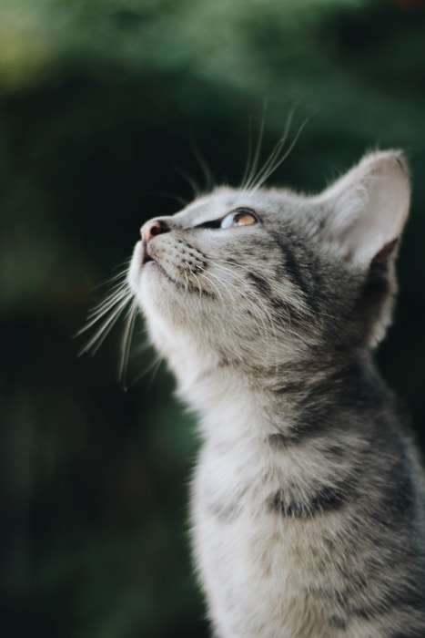 un lindo gatito gris mirando hacia arriba
