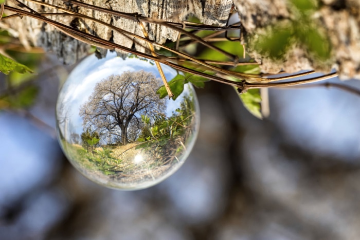 Una gota de agua que refleja un árbol