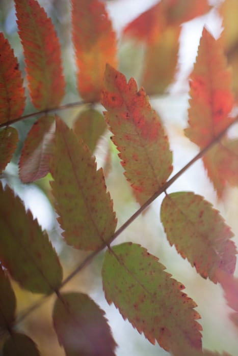 Un primer plano de las hojas de otoño en una rama