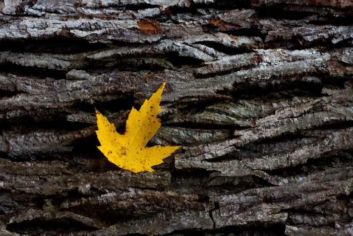 Un primer plano de las hojas de otoño en el suelo - bellas imágenes de hojas