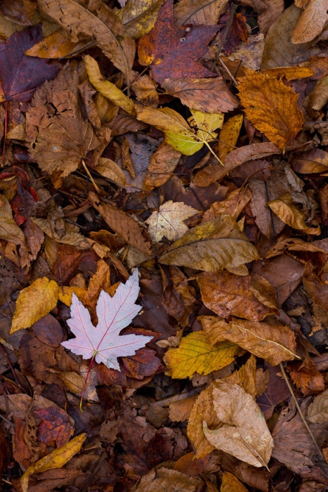 Un primer plano de las hojas de otoño en el suelo.