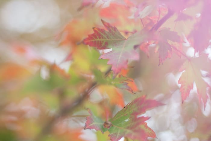 Un primer plano de las hojas de otoño en una rama: consejos para la fotografía de hojas
