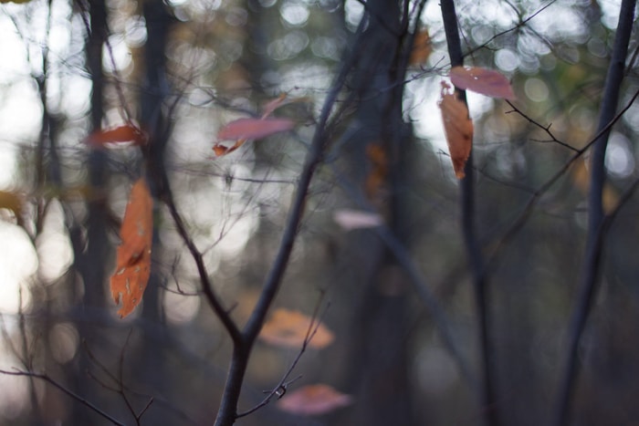 Un primer plano de las hojas de otoño en una rama: consejos para la fotografía de hojas