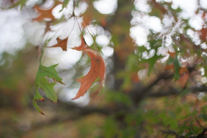 Un primer plano de las hojas de otoño en una rama