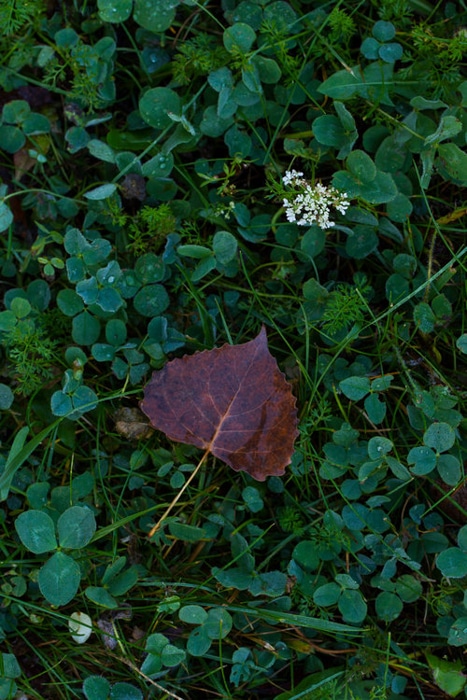 Un primer plano de las hojas de otoño en el suelo: consejos para la fotografía de hojas