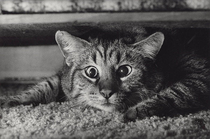 Una linda foto de un gato tomada con la Leica M6 por Terry Gruber
