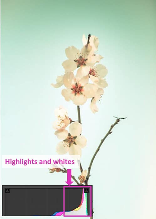 una foto de flores y un histograma de sala de luces que muestra reflejos y blancos