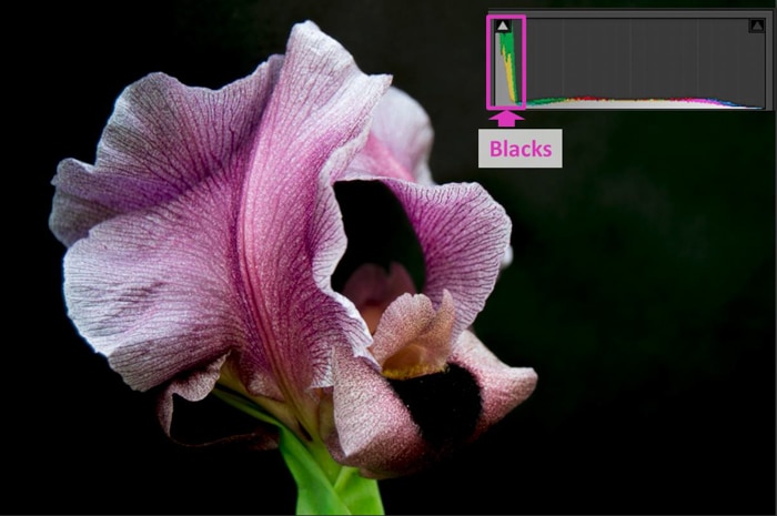un primer plano de una flor rosa y un histograma de sala de luz que muestra negros