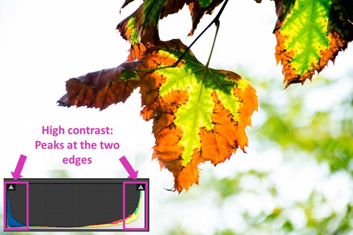 una foto de hoja y un histograma de sala de luz que muestra un alto contraste