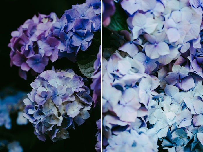 díptico fotos de flores editadas con Lightroom - Errores de Adobe Lightroom