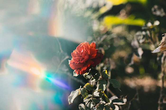 Foto de una rosa roja con fugas de luz.