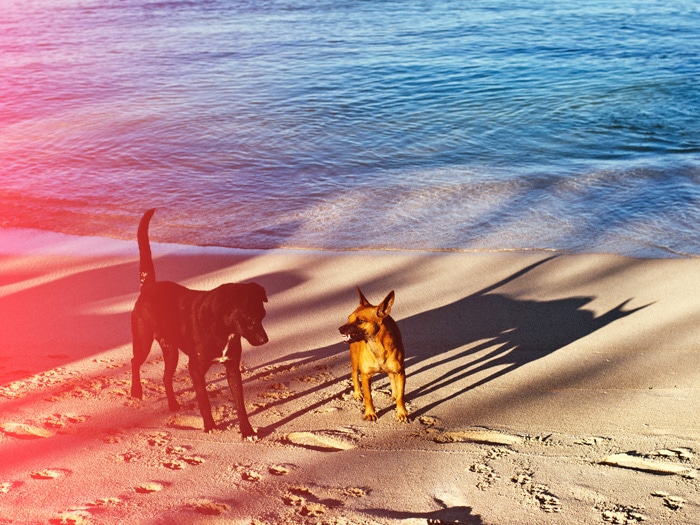 Un retrato de mascota de dos perros en la playa con fugas de luz creativa