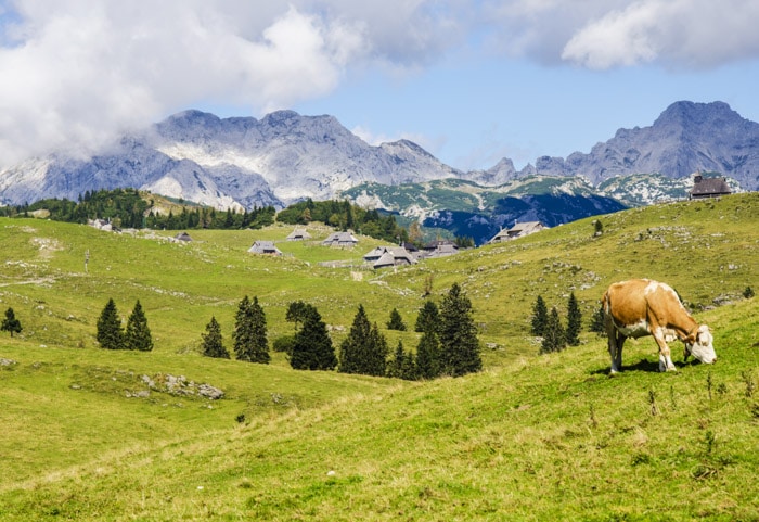Una fotografía de paisaje de una vaca pastando en campos verdes con fondo montañoso en un día brillante.  Cómo usar un fotómetro.