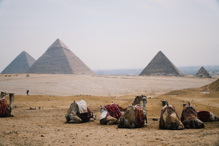 Camellos descansando en las pirámides egipcias: lugares icónicos para la fotografía