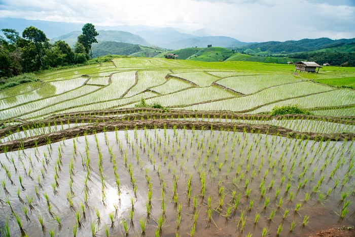 Toma aérea del cultivo de arroz en Tailandia tomada con fotografía de distancia hiperfocal