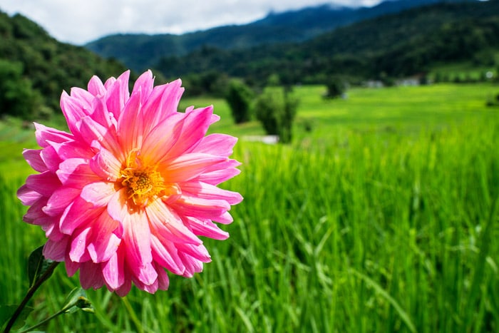 Una flor de dalia rosa con un paisaje verde ondulado en el fondo