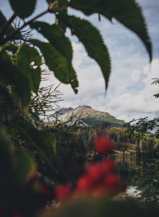 Una foto borrosa atmosférica de frutos rojos en el primer plano de un impresionante paisaje impresionista montañoso